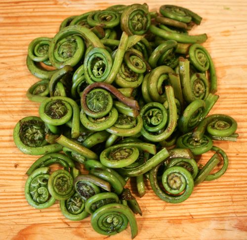 FiddleheadFern FiddleheadFern